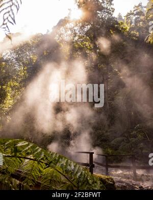 Besuch Caldeira Velha, Naturdenkmal, auf Sao Miguel Insel, Azoren Reiseziel. Stockfoto