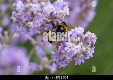 Eine große Hummel sitzt auf violetten Blüten und sammelt Nektar. Stockfoto