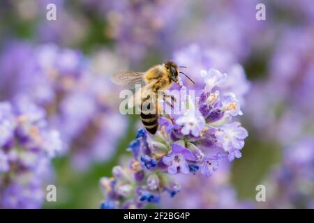 Gestreifte Biene ist gelandet und sitzt auf einer Lavendelblüte. Sammelt Nektar. Auf den Pfoten sind Pollen. Nahaufnahme.