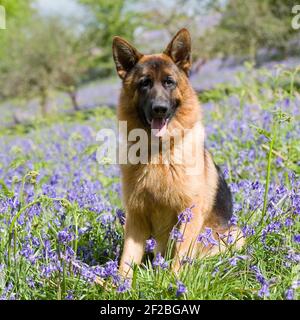 GSD, deutscher Schäferhund Stockfoto
