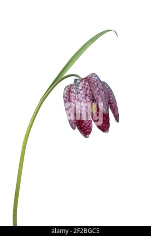 Einzelne Fritillaria Blume isoliert auf weißem Hintergrund Stockfoto