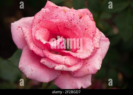 Saftig attraktive hellrosa gesprenkelte Rose auf einem verschwommenen Hintergrund. Stockfoto