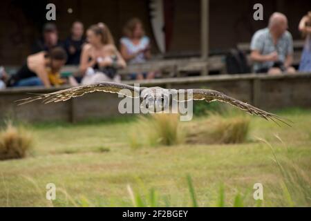 Verreaux-Adlerkauz (Bubo lacteus), der bei einer Flugvorführung im Hawk Conservancy Trust in Weyhill, August, auf die Kamera zufliegt Stockfoto