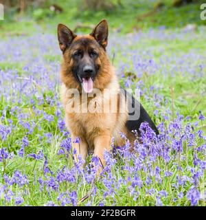 deutscher Schäferhund, GSD Stockfoto