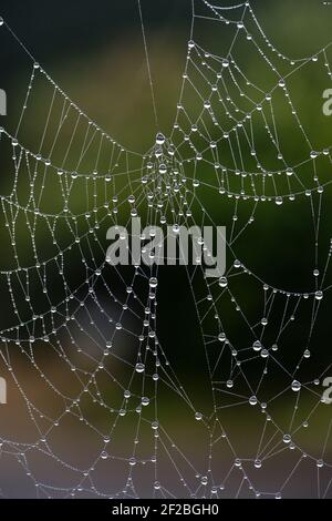 Tröpfchen, die von einem frühen Morgennebel auf den zarte gossamer Fäden eines Orb Web Spinnen's Web, Berkshire, Februar, abgehaucht werden Stockfoto