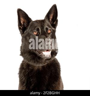 deutscher Schäferhund, Studio, schwarz Stockfoto