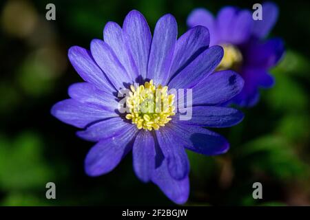 Die Blume einer Winterwindblume (Anemone blanda) Stockfoto