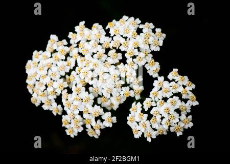 Weißer Blütenstand auf schwarzem Hintergrund. Viele weiße kleine Blüten mit gelben Staubgefäßen Stockfoto