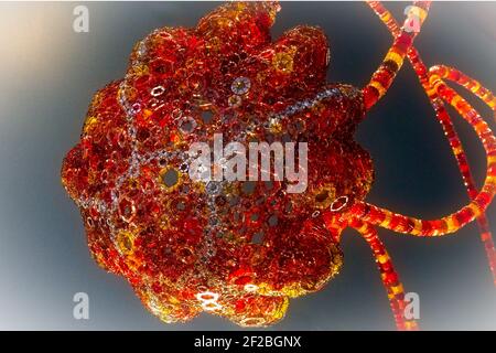 Crystal Jelly, eine farbenfrohe Kristallqualle, die am Eingang des Aquariums im Point Defiance Zoo in Tacoma, Washington, ausgestellt ist Stockfoto