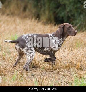 Deutscher Kurzhaariger Vorstehhund Hund Stockfoto