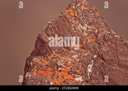 Red Rock, Orange Moss - in der Nähe des Deer Park Campground, im Olympic National Park, hat dieser rötlich-braune Felsen etwas leuchtend orangefarbenes Moos, das darauf wächst. Stockfoto