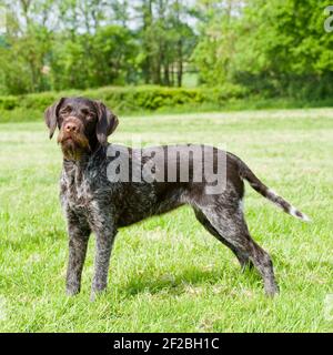 Deutsch Drahthaar Stockfoto