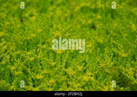Grünes saftiges Gras mit gelben kleinen Blüten durchsetzt. Saftiger grüner Hintergrund. Unscharfer Hintergrund. Stockfoto