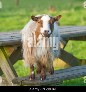 Pygmy goat Stockfoto