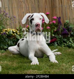 Toller däne, Welpe, Harlekin Stockfoto