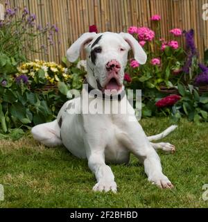 Toller däne, Welpe, Harlekin Stockfoto