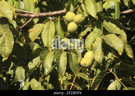 Walnüsse im Baum in ihren grünen Schalen Stockfoto