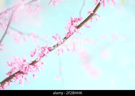 Abstrakter Frühlingshintergrund mit wunderschönen östlichen Redbud Tree Blüten vor weichem, friedlichem, blauem Himmel. Selektiver Fokus mit extrem unscharfem Hintergrund. Stockfoto