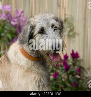 Irish Wolfhound Welpen Stockfoto
