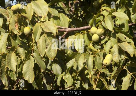 Walnüsse im Baum in ihren grünen Schalen Stockfoto