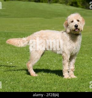 Labradoodle Stockfoto