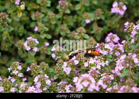 Ein riesiges gestreiftes Insekt versteckt sich in den Dickichten von Thymian. Unscharfer Hintergrund Stockfoto