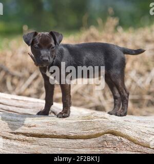 Patterdale Terrier Welpe auf einem Baumstamm Stockfoto