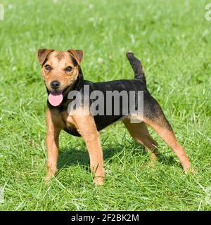 Patterdale Terrier Hund Stockfoto