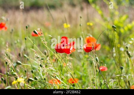 Blühender saftiger roter Mohn in der Mitte des Fotos zwischen einer Vielzahl von Feldgras und Blumen. Stockfoto
