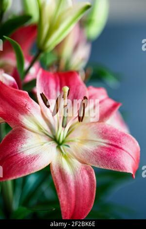 Schöne dunkelrosa und weiße asiatische Lilien (orientalische Lilie), Lilium Hybrid. Selektiver Fokus mit unscharfem Hintergrund. Stockfoto