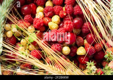 Gemütlich und warm Sommer Beere Foto. Eine Mischung aus Erdbeeren, Himbeeren, Filzkirschen, Johannisbeeren. Stockfoto