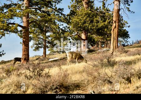 Maultier Hirsch Beweidung auf den trockenen Gräsern auf der Seite eines Hügels mit Pinien im Rocky Mountain National Park bedeckt. Stockfoto