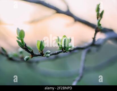 Baumzweige mit ersten grünen Blättern am Abendhimmel Hintergrund Im Frühlingsgarten Stockfoto