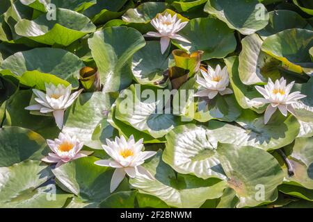 Seerose in Giardino Inglese in den Gärten des Königspalastes von Reggia di Caserta, Italien Stockfoto