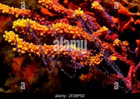 Paramuricea clavata, violette Seepeitsche Laichen, Farbwechselde Gorgonie beim Ablaichen, Tamariu, Costa Brava, Spanien, Mittelmeer Stockfoto