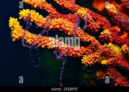 Paramuricea clavata, violette Seepeitsche Laichen, Farbwechselde Gorgonie beim Ablaichen, Tamariu, Costa Brava, Spanien, Mittelmeer Stockfoto