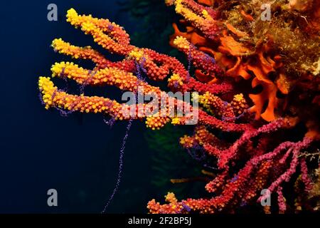 Paramuricea clavata, violette Seepeitsche Laichen, Farbwechselde Gorgonie beim Ablaichen, Tamariu, Costa Brava, Spanien, Mittelmeer Stockfoto