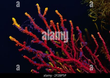 Paramuricea clavata, violette Seepeitsche Laichen, Farbwechselde Gorgonie beim Ablaichen, Tamariu, Costa Brava, Spanien, Mittelmeer Stockfoto