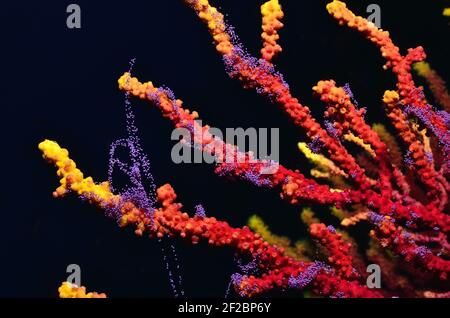 Paramuricea clavata, violette Seepeitsche Laichen, Farbwechselde Gorgonie beim Ablaichen, Tamariu, Costa Brava, Spanien, Mittelmeer Stockfoto