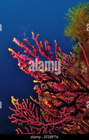 Paramuricea clavata, violette Seepeitsche Laichen, Farbwechselde Gorgonie beim Ablaichen, Tamariu, Costa Brava, Spanien, Mittelmeer Stockfoto