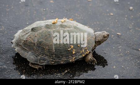 Gezackte klappbare Terrapin auf der Straße im Kruger National Park, Südafrika Stockfoto