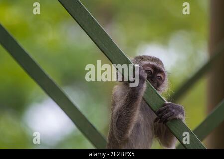 Baby vervet Affe hält auf einem Wasserturm im Krüger National Park, Südafrika. Februar 2016. Stockfoto