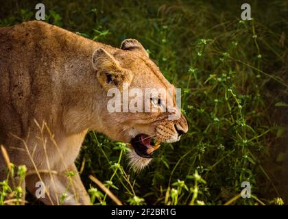 Eine Löwin brüllt in Kapama Game Reserve, Südafrika. Februar 2021 Stockfoto