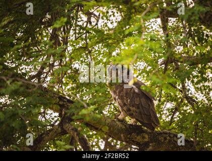 Verreaux's Adler-Eule in einem Baum im Kapama Game Reserve, Südafrika. Februar 2021 Stockfoto