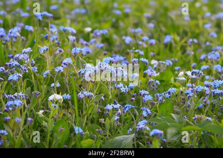 Vergiss mich nicht Pflanzen. Kleine Blumen blühen im Frühlingsgarten Stockfoto