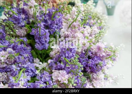 Großes Bouquet von Matthiola Nahaufnahme. Flieder zarte Blumen - floralen Hintergrund. Stockfoto