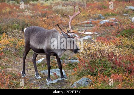 Rentiere auf dem Salmivaara Trail Stockfoto