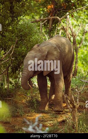 Baby Elephant im Krüger Nationalpark, Südafrika Stockfoto