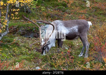 Rentiere auf dem Salmivaara Trail Stockfoto