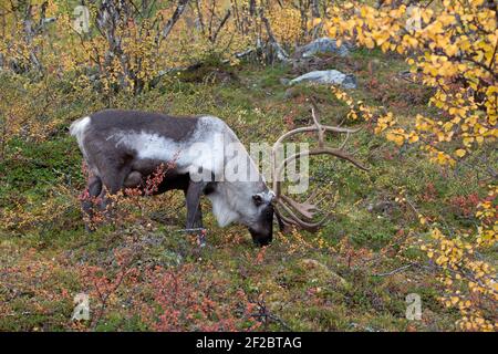 Rentiere auf dem Salmivaara Trail Stockfoto